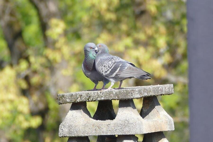 Pigeons biset Pigeons biset