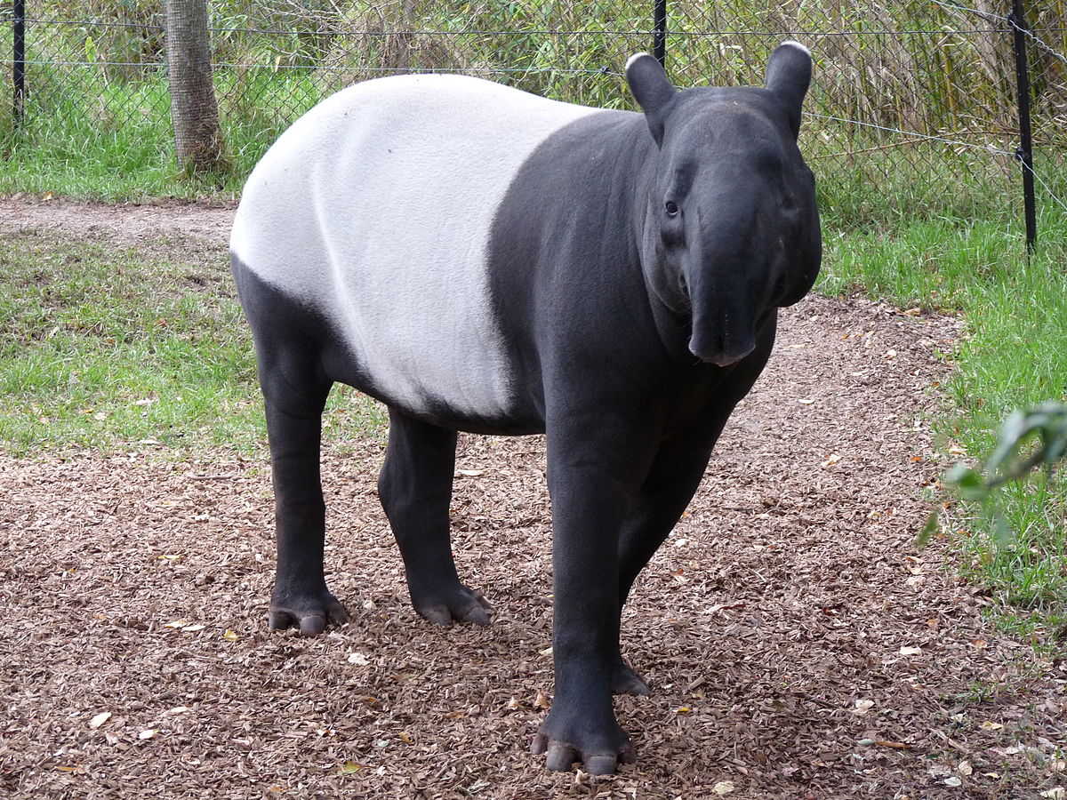 Tapir de Malaisie (Tapirus indicus)