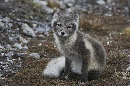 Renard arctique été