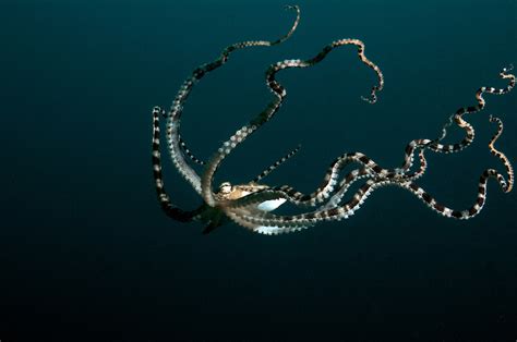 Pieuvre mimétique méduse