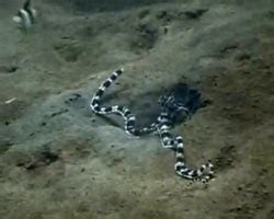 Pieuvre mimétique serpent de mer
