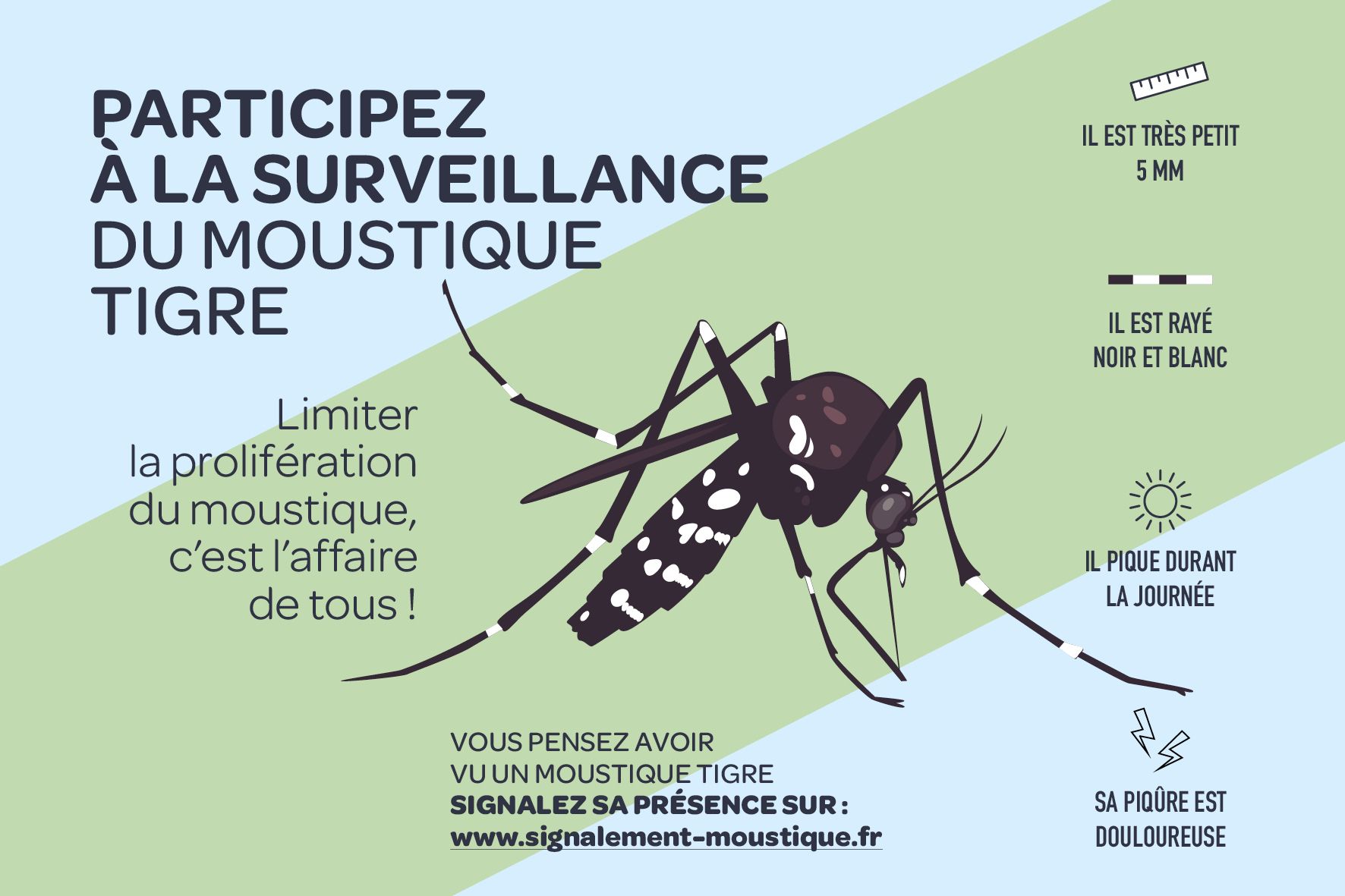 Invasion de moustiques tigres : cinq choses que vous ne saviez peut-être  pas sur ces insectes piqueurs