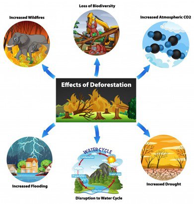 Conséquences de la déforestation. Source : Freepik