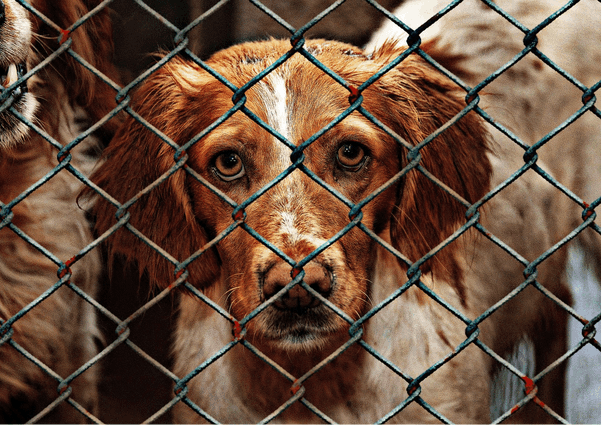 Un animal abandonné, c'est un animal stressé