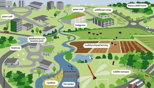 Différents types d’infrastructures vertes