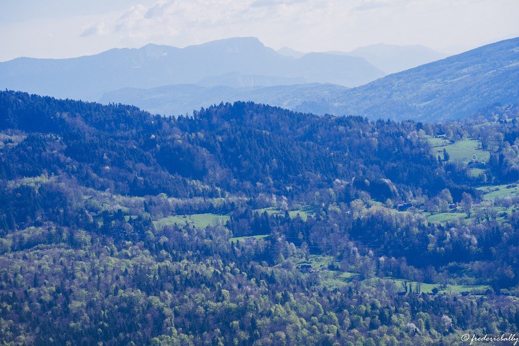 Exemple typique d’infrastructure verte : la forêt