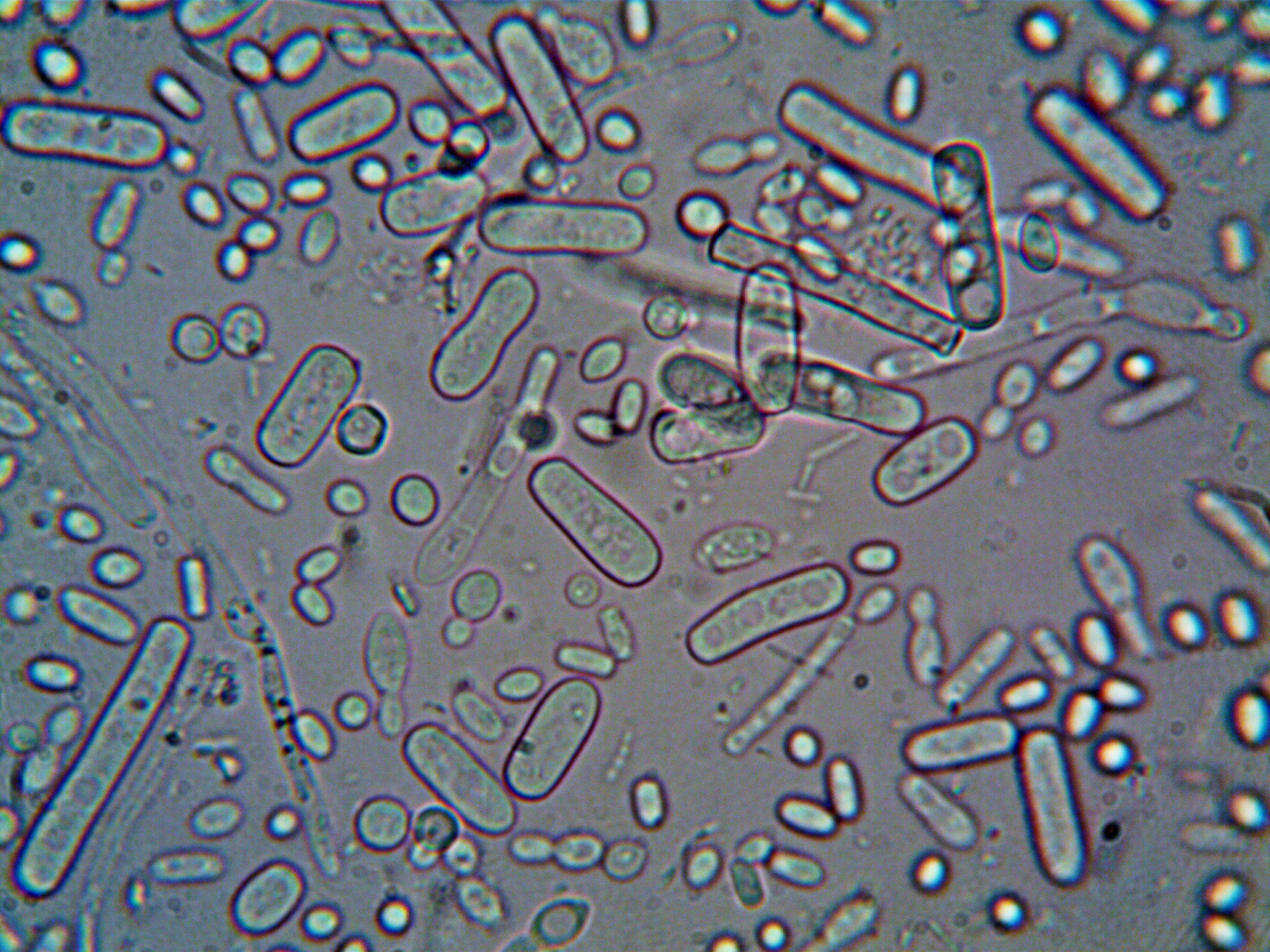 Image d'une observation au microscope optique