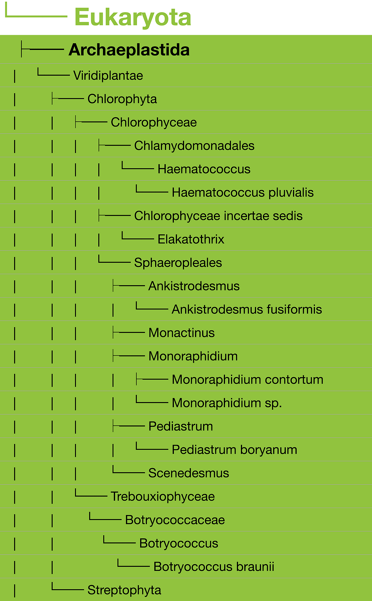 Classification taxonomique Lacoscope