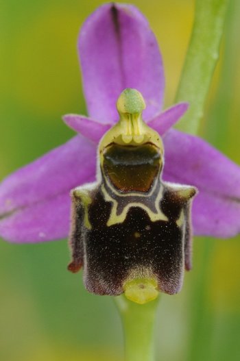 Xl ophrys fuciflora 600px